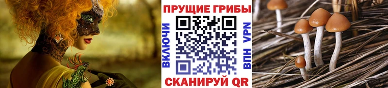 закладка  Пыталово  Галлюциногенные грибы GOLDEN TEACHER 
